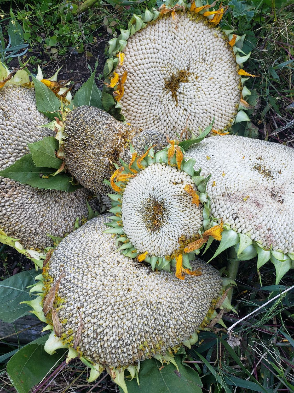 Collected sunflower heads ready for seed removal.